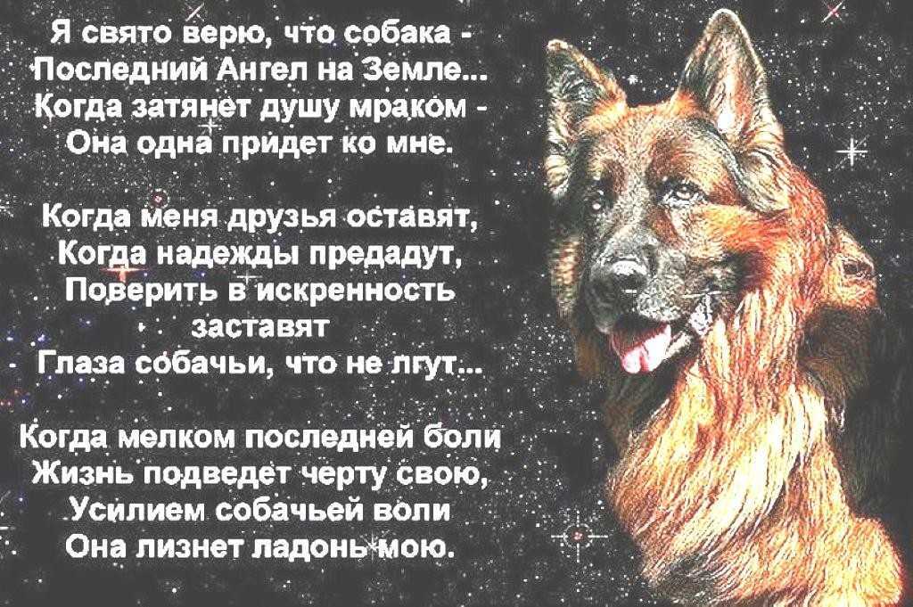 К чему снится убийство собаки – сонник? о здоровом сне и снах