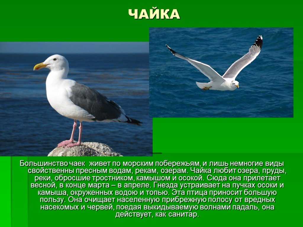 ​50 интересных фактов о чайках — общенет