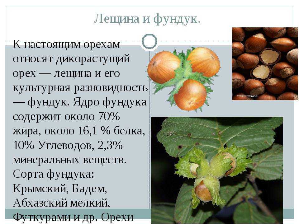 К чему снятся орехи: девушке, женщине, беременной, мужчине – толкование по разным сонникам