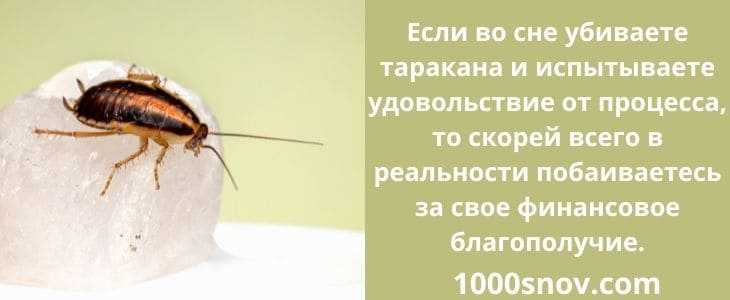 К чему снится таракан? тараканы во сне - сонник милера, винги, эзопа...