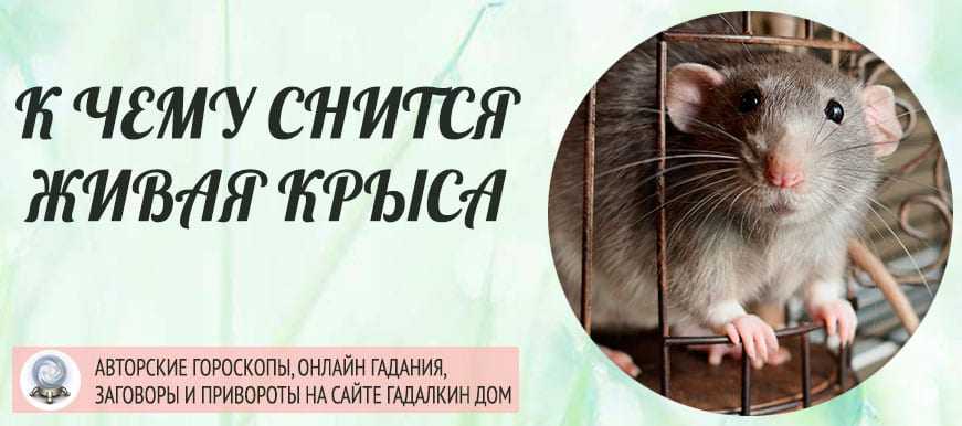 Поймать крысу ? во сне - 29 точных толкований ? по сонникам: к чему снится ловить руками большого грызуна и что означает, если его поймал кот, для женщины и мужчины