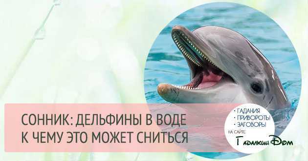 Сонник дельфины в воде к чему снится дельфины в воде во сне?