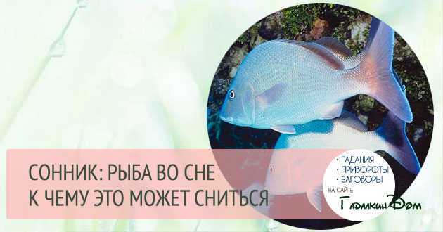 К чему снится рыба: женщине, мужчине, живая, жареная, поймать, мертвая