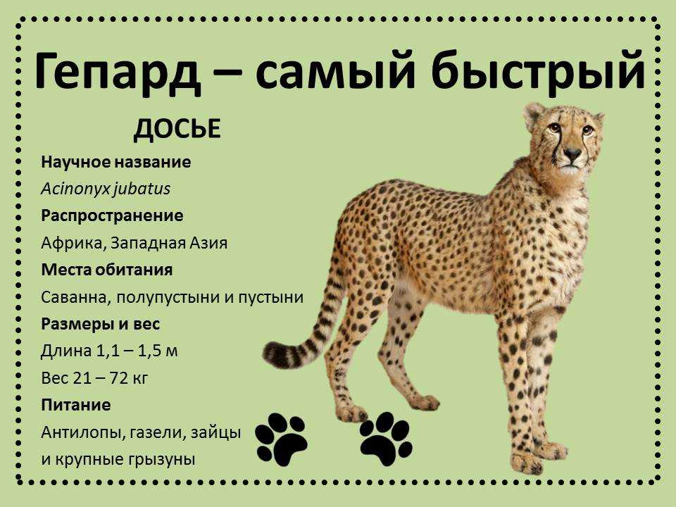 Сонник гепард: к чему снится и что означает сон про гепарда