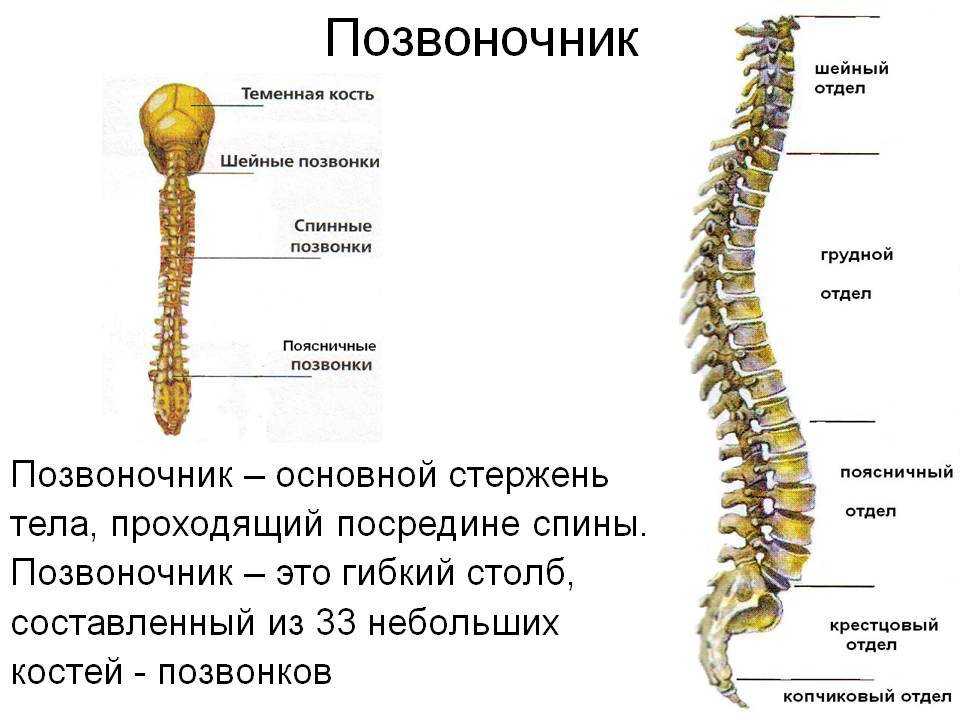 К чему снится спина - значение сна спина по соннику