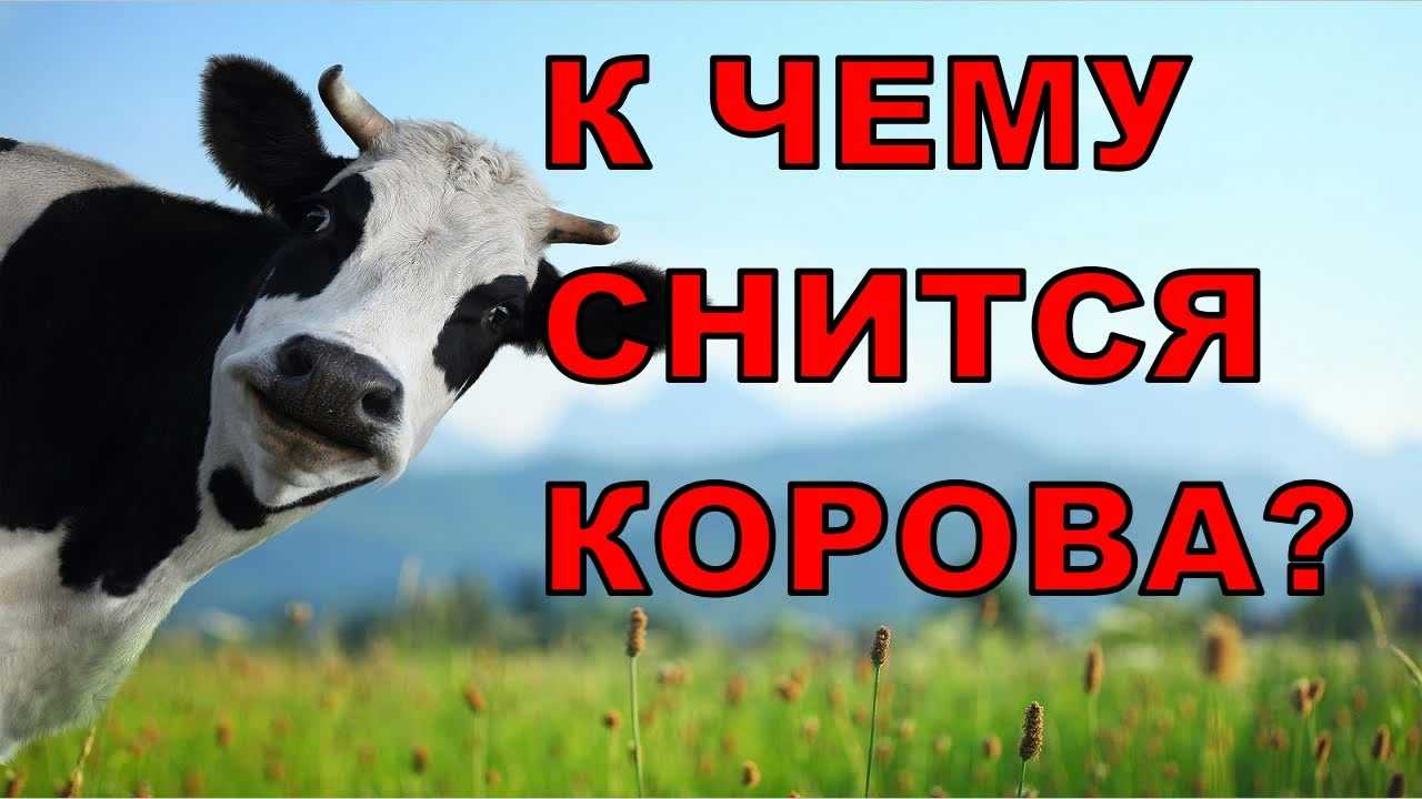 К чему снится корова женщине? сонник корова