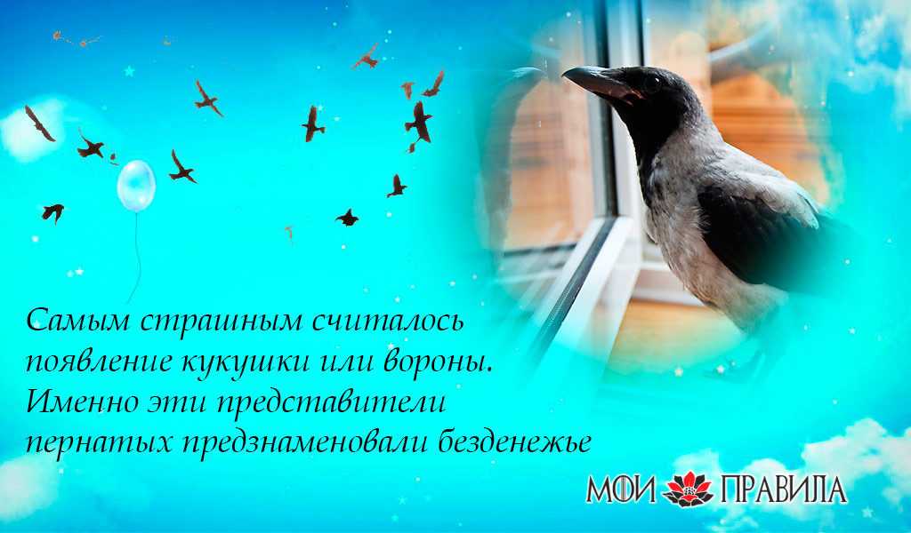 ᐉ к чему синица стучит в окно: значение приметы - taro1.ru