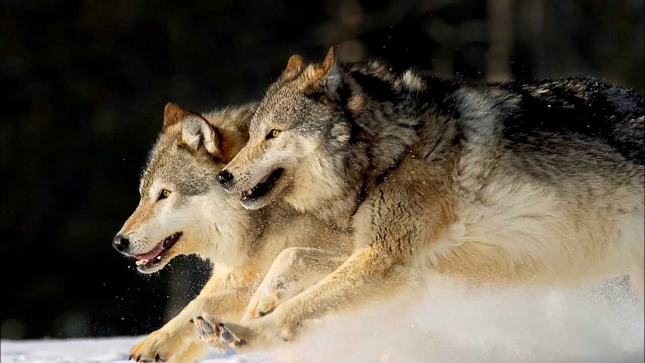 К чему снятся волки, которые нападают: значение нападения по соннику, черный хищник и действия сновидца