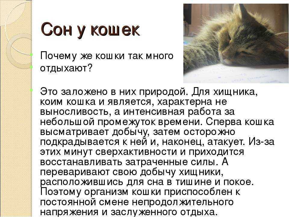 К чему снятся коты женщине: трактование сновидений в сонниках, значение снов с рыжими котиками для девушки