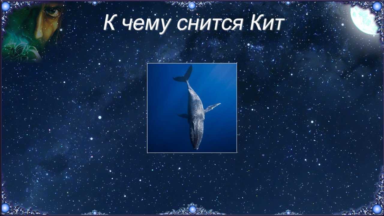 К чему снится кит - значение сна кит по соннику