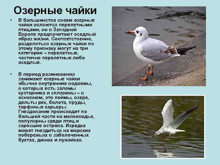 Мартын и чайка - два популярных вида птиц, которые можно встретить в разных уголках нашей планеты Хотя эти птицы принадлежат к одному отряду, у них есть
