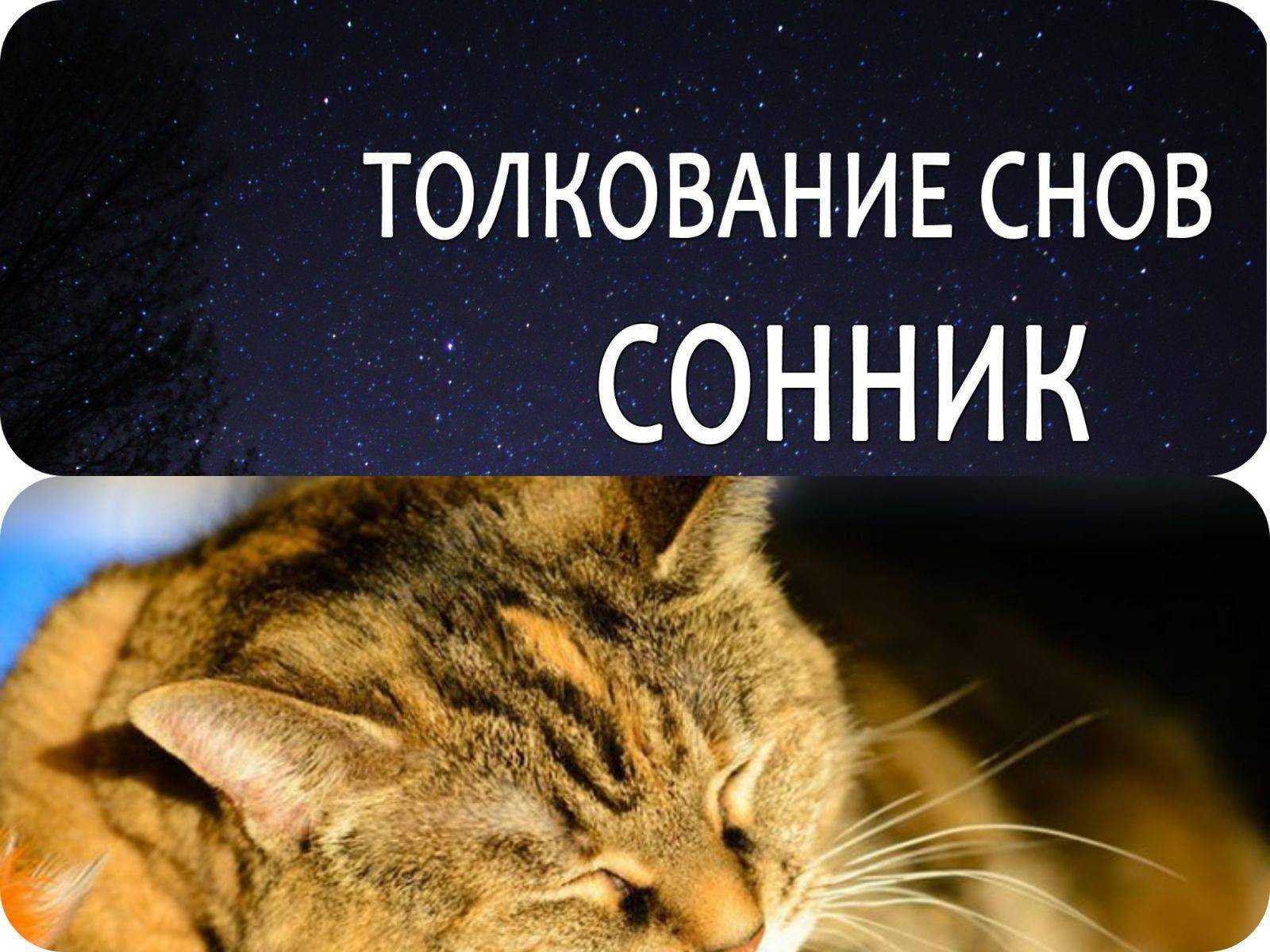 Приснился черный кот