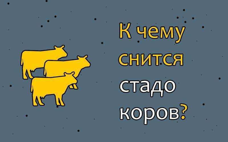 К чему снится корова - толкование сна в зависимости от подробностей