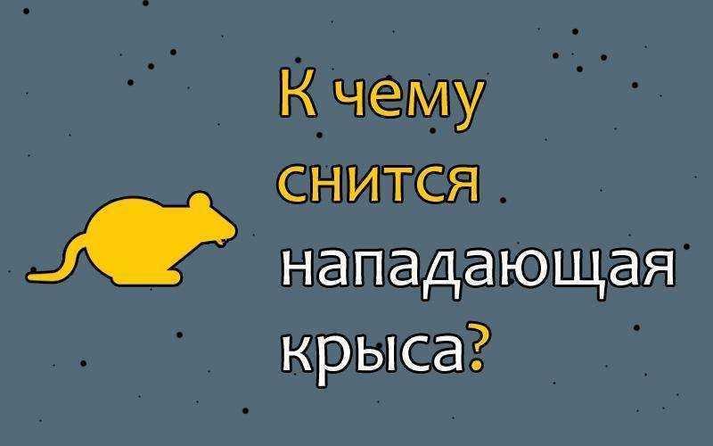 Крысы во сне — толкование по сонникам