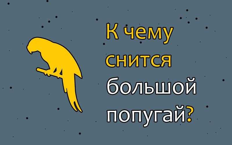 К чему снится попугай женщине по сонникам