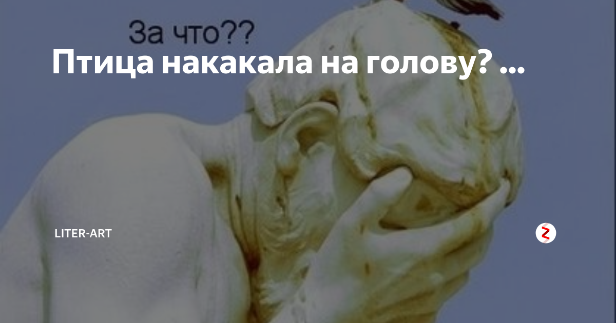 К чему снится куриный, мышиный, птичий помет – сонник 💗 сонники и сны