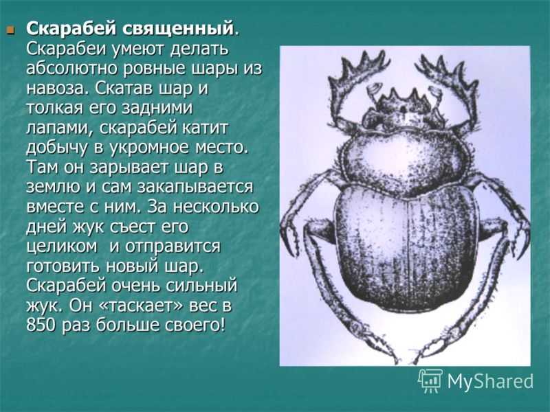 К чему снятся жуки — толкования из разных сонников