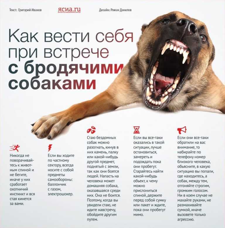 Злая собака кидается и хочет укусить: значение сна для женщины и мужчины