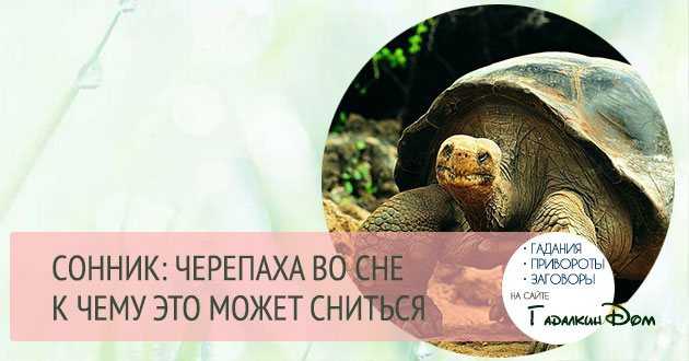 К чему снится черепаха - значение сна черепаха по соннику