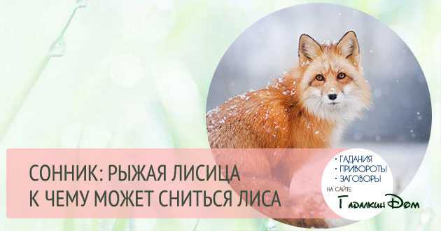 Что означает, если во сне укусила лиса 🐱 — трактовки по 36 ❗ сонникам: к чему снится мужчине и женщине быть укушенным лисицей или увидеть, как она кого-то кусает за руку