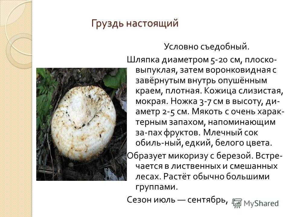 К чему снятся грибы во сне женщине: самые популярные толкования сна, сонник