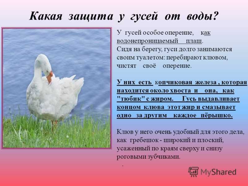 К чему снится: гуси щипают – девушке, женщине, мужчине, толкование по разным сонникам