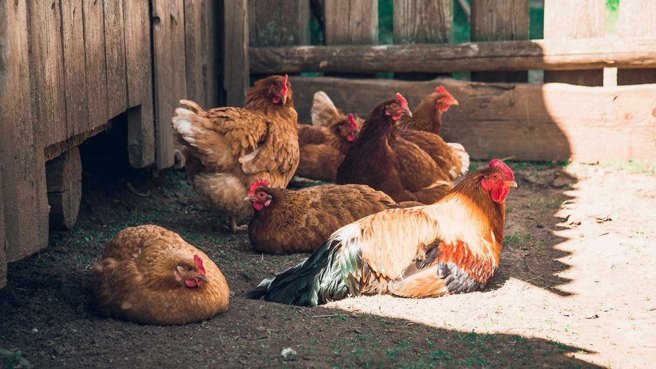 К чему снятся цыплята и курица: толкование сна, полный сонник