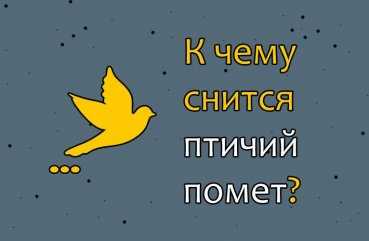 К чему снятся яйца куриные во сне: женщине, мужчине, много яиц, сырые