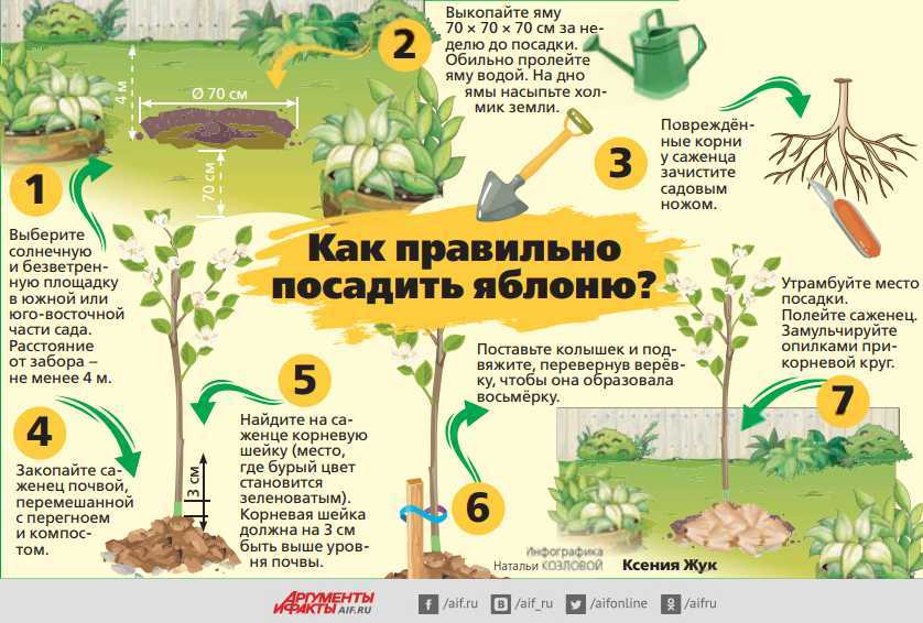 Саженцы деревья