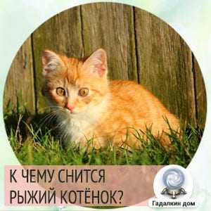 К чему снится рыжий кот: что это значит, большой, нападает, ласкается, держать на руках