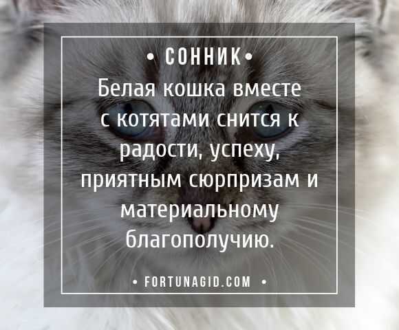 К чему снится много котят? сонник - много котят во сне.