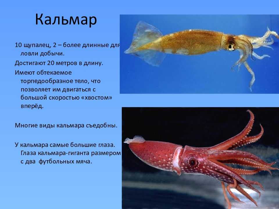 К чему снится кальмар женщине или мужчине — 35 толкований из разных сонников