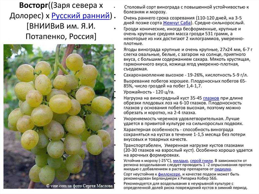 Зеленый виноград