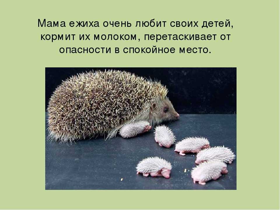 К чему снится  еж во сне — по 90 сонникам! если видишь во сне еж что значит?