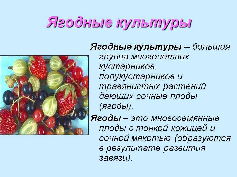 20 экзотических фруктов, о которых мы ничего не знали