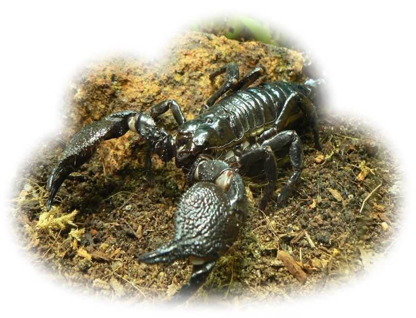 К чему снится скорпион во сне?