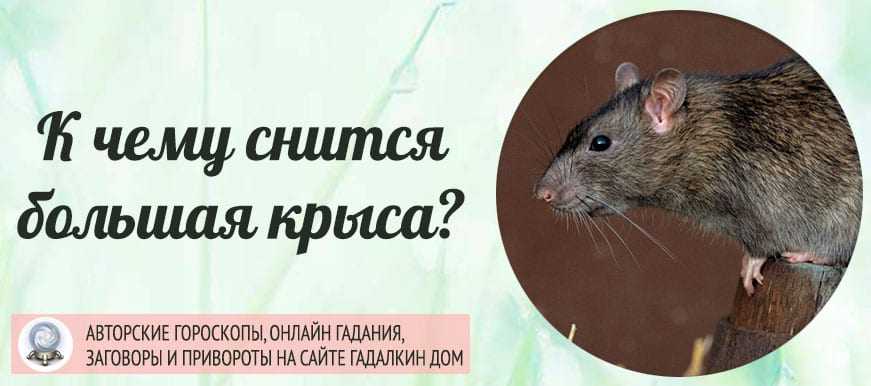 Сонник - крыса, к чему снится крыса во сне приснилась