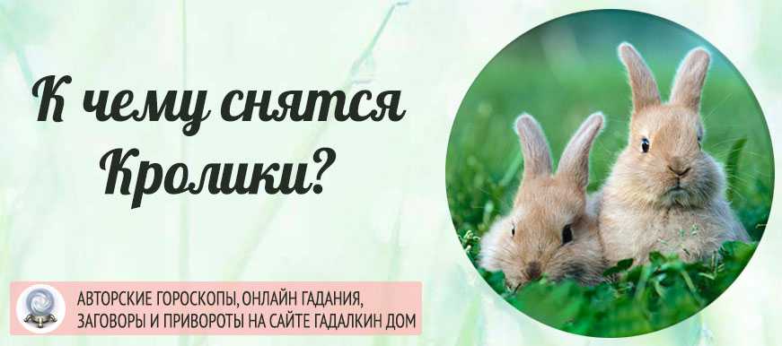 К чему снится заяц, что говорят сонники?