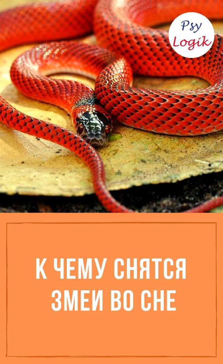 К чему снятся черные змеи? к клевете! приснились черные змеи во сне, что это значит, толкование