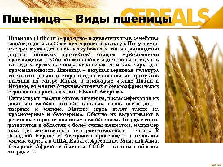 Сонник зерно | гороскопы 365