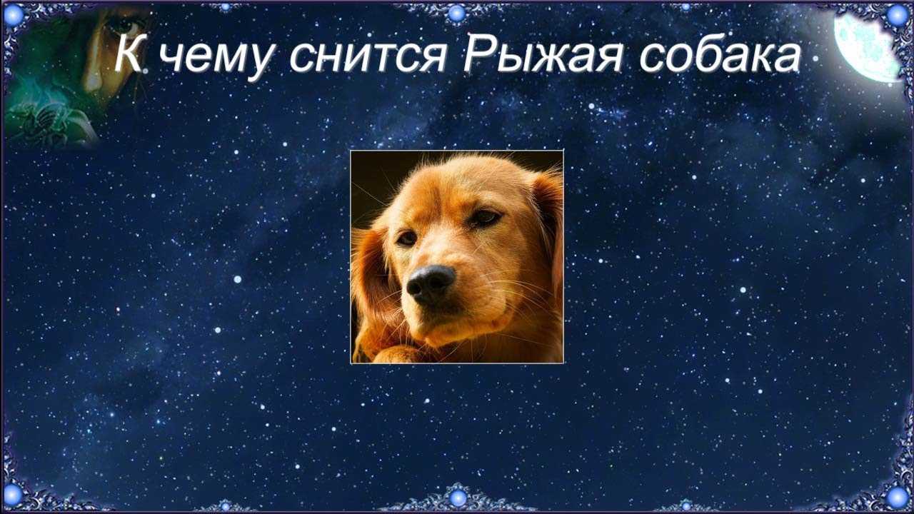 К чему снится собака – точное толкование, что значит