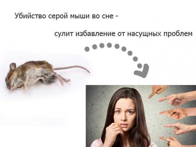 К чему снятся маленькие мыши: толкование сна
