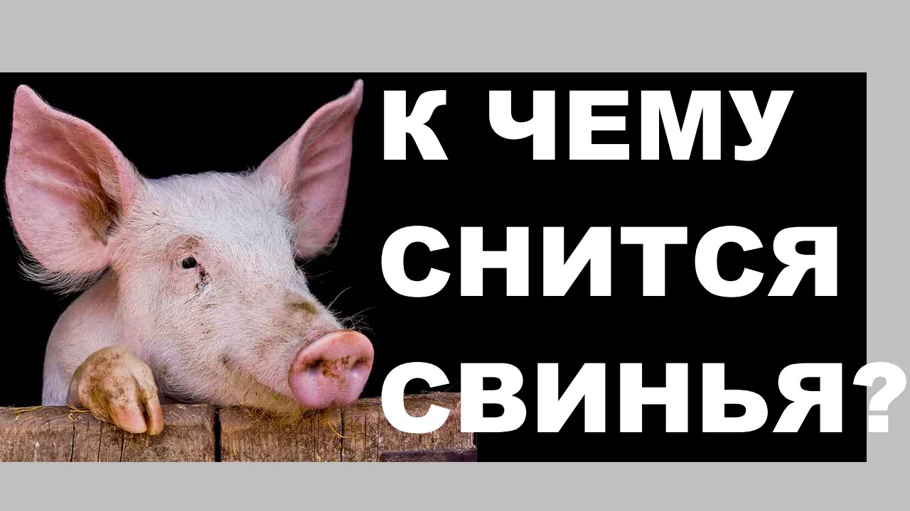 К чему снится свинья и поросята: черные, белые, маленькие, чистые, грязные, во дворе, квартире, ловить, кормить, покупать