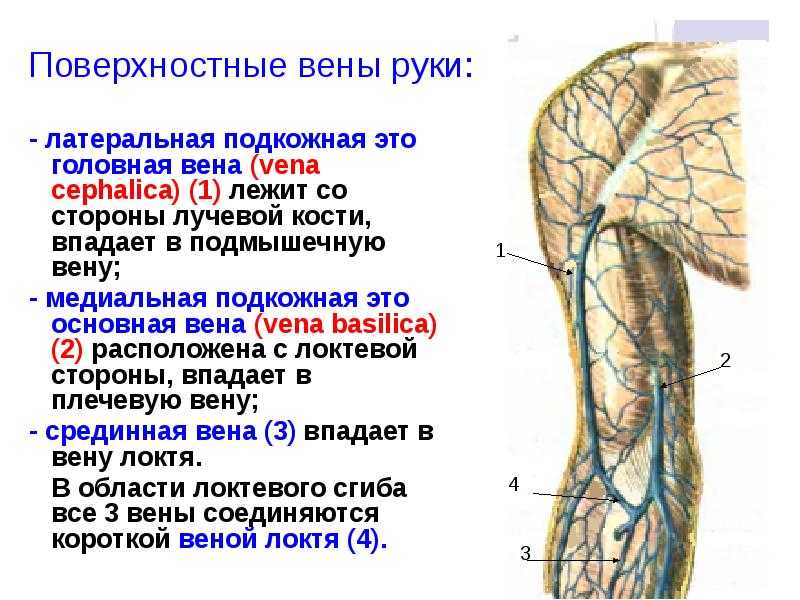 К чему снится варикоз на ногах сонник