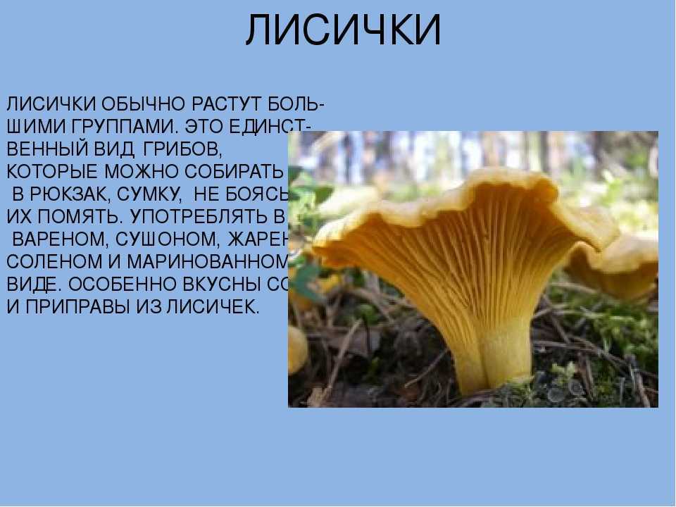 К чему снятся грибы женщине