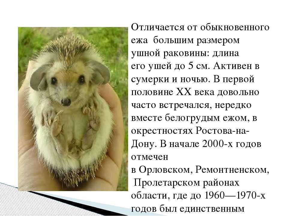 К чему снится еж?