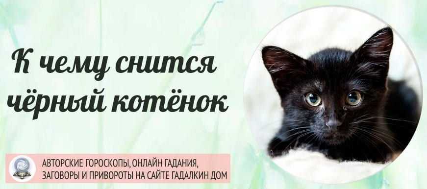 К чему снится черный кот? толкование по 49 сонникам