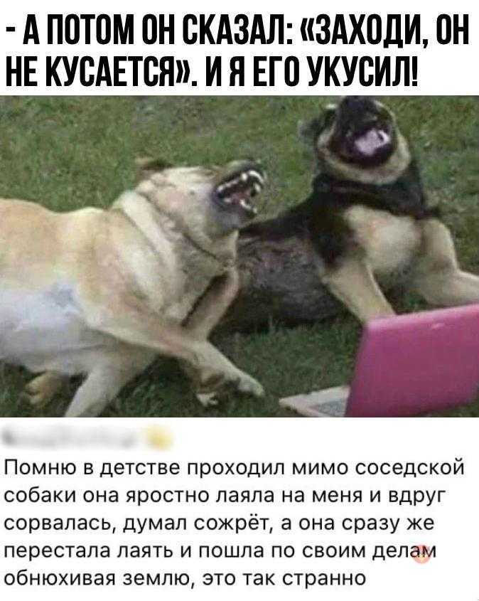 К чему снятся собаки добрые или злые: толкования сонников, значения сна для женщин и мужчин