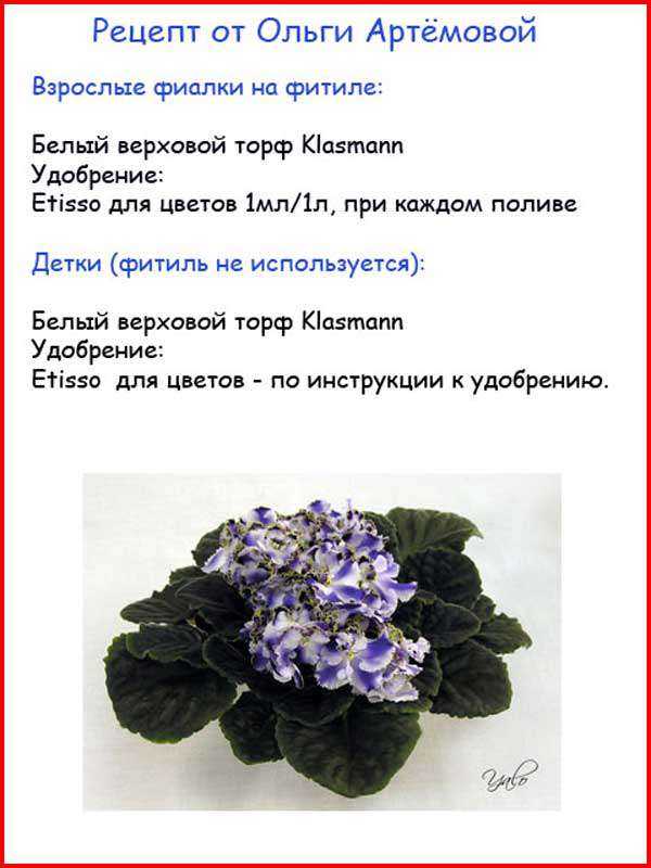 К чему снится фиалка. видеть во сне фиалка - сонник дома солнца