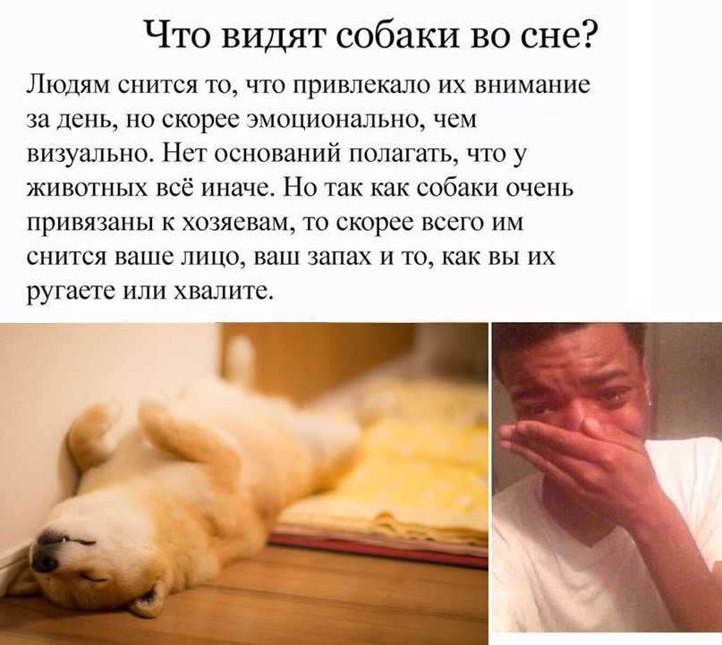 Сонник: собака убежала - потерять собаку во сне, к чему ? - 4 детальных трактовки